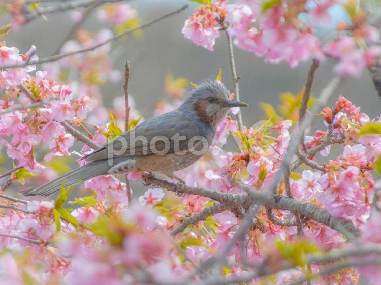 桜の木に止まるヒヨドリ ヒヨドリ,桜,野鳥の写真素材