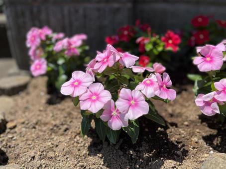 花 花の写真