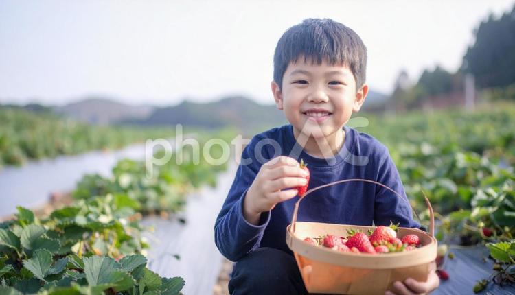 いちご狩り　苺畑でイチゴを摘む男の子 いちご狩り,子供,苺の写真素材