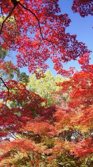 紅葉-1347 紅葉,モミジ,赤の写真素材