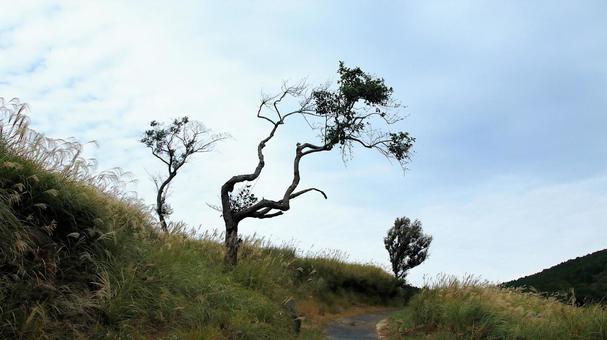 稲取細野高原のすすき野原　27 稲取細野高原,ススキ,秋の写真素材