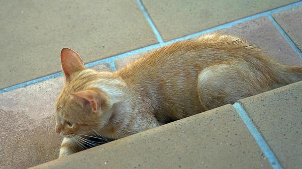 ニューカレドニア313 猫 ニューカレドニア313 猫 ニューカレドニア,イルデパン島,ルメリディアンイルデパンの写真素材
