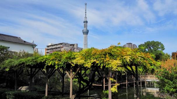 秋の亀戸天神・スカイツリー＆紅葉・江東区 秋,東京スカイツリー,亀戸天神の写真素材