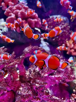 カクレクマノミ カクレクマノミ カクレクマノミ,水族館,魚の写真素材