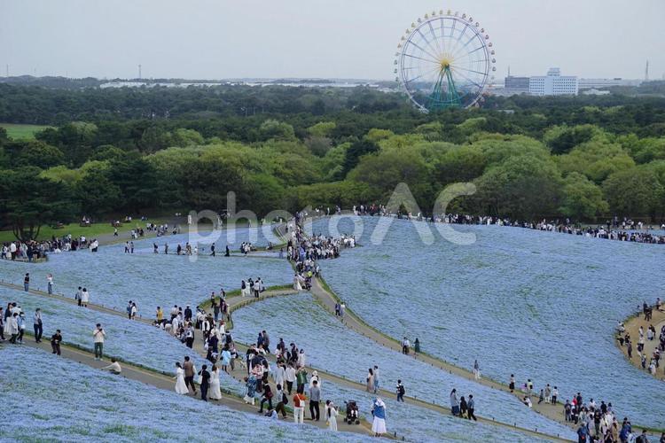 国営ひたち海浜公園 国営ひたち海浜公園,茨城県,ネモフィラの写真素材