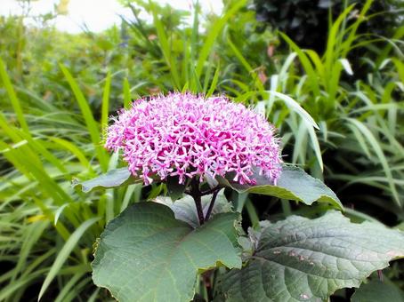 ボタンクサギの写真