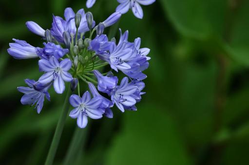 Photo, agapanthus, purple clam, murasaki kunsiran, 