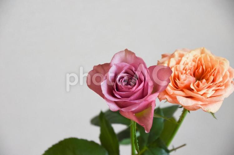 紫とオレンジ色のばら ばら,薔薇,ローズの写真素材