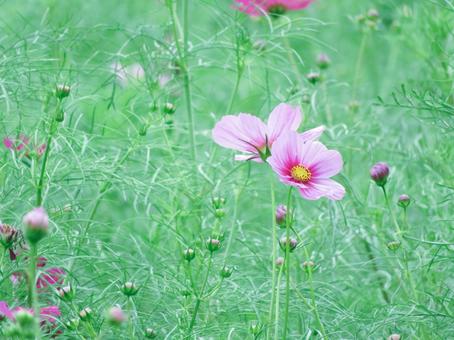 ピンクの秋桜 ピンクの秋桜の写真