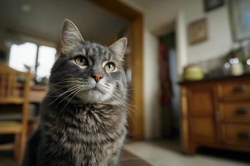 家の中の猫 家の中の猫の写真