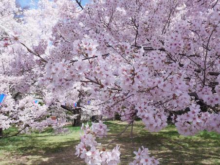 桜 桜の写真
