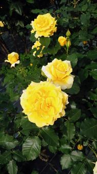 薔薇 3 薔薇 3 薔薇,黄色,園芸の写真素材