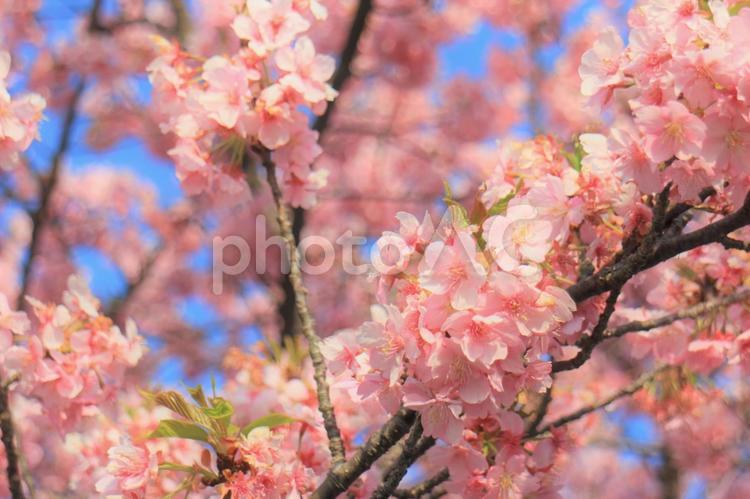 ピンクが可愛らしい河津さくら　アップ 桜,さくら,河津桜の写真素材
