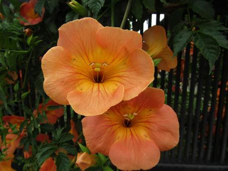 Photo, novy kazura, orange, flower, 