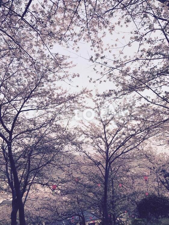 桜並木 桜,桜並木,春の写真素材