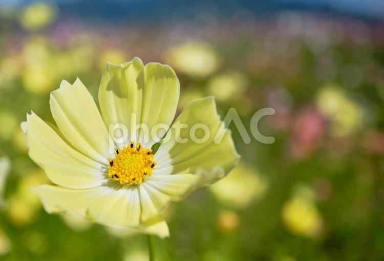 秋晴れの日の鮮やかなコスモスの花 風景,コスモス,花の写真素材