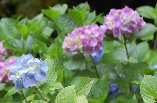 美しい青と紫の紫陽花 美しい青と紫の紫陽花の写真