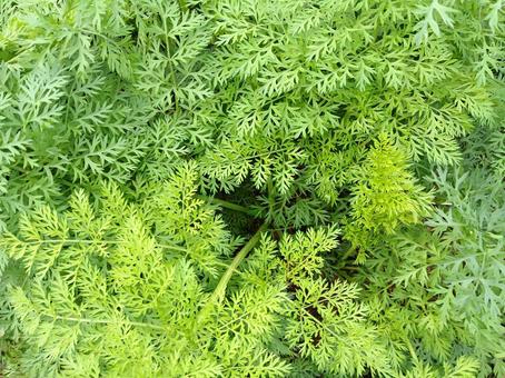 ニンジンの葉 にんじん,にんじんの葉,野菜の写真素材