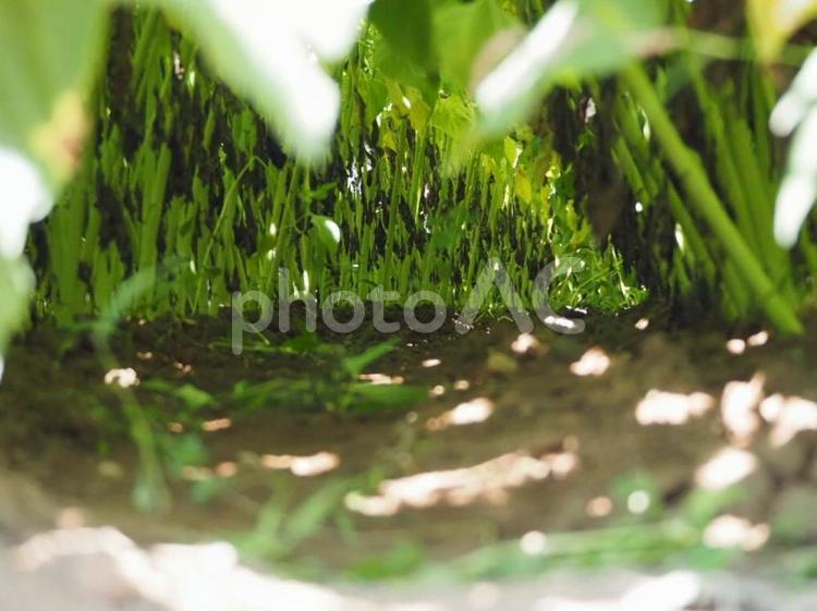 小さな道　草むら 草,木陰,小道の写真素材