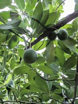 アボカド アボカド,木の実,農業の写真素材