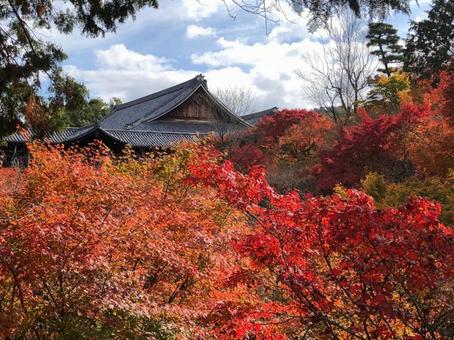 autumn leaves maple, JPG