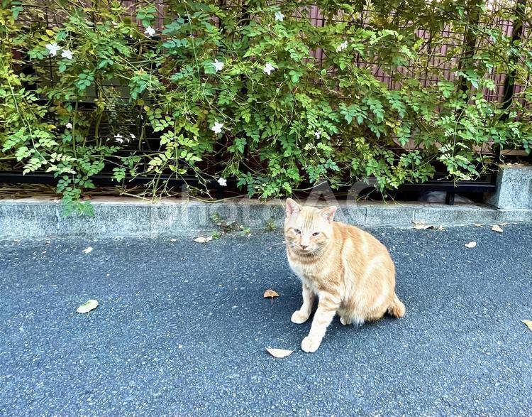 こっちを見る茶トラの可愛い猫 猫,かわいい,生き物の写真素材