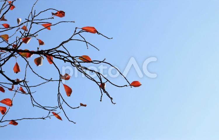 午後の日を受けて青空に映える枯葉 枯葉,葉,枝の写真素材