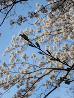 桜の花と新芽 桜,花,枝の写真素材