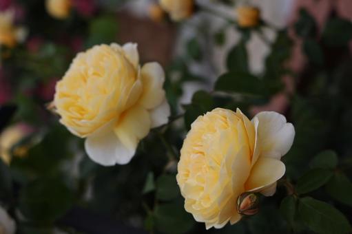 庭に咲き誇る二輪の黄バラ バラ,薔薇,黄色の写真素材
