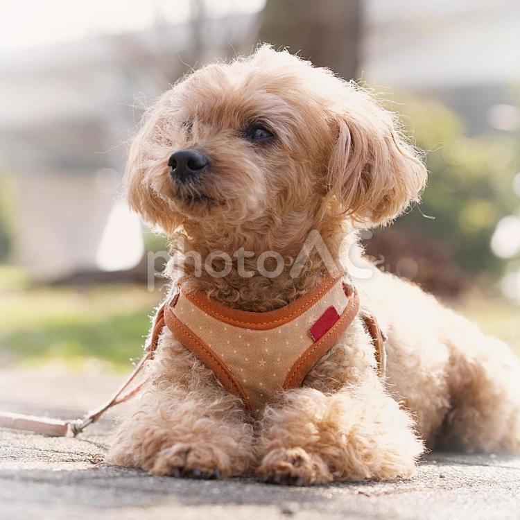 ワンコの顔（トイプードル） 犬,トイプードル,トイプーの写真素材