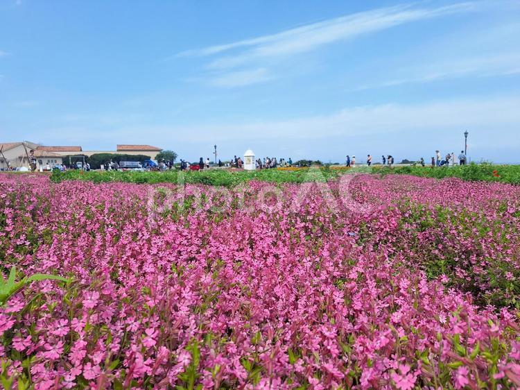 長井海の手公園ソレイユの丘　春の花畑 長井海の手公園ソレイユの丘,花畑,花園の写真素材