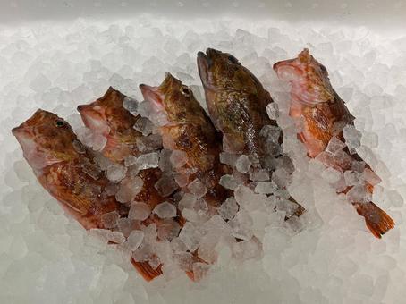 氷の上に並んだカサゴ 生鮮,とれたて,ごちそうの写真素材