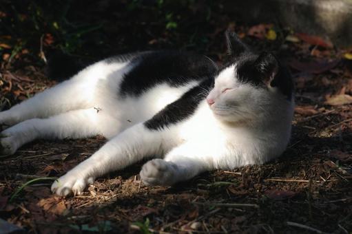 A black and white cat relaxing in a shrubbery, JPG