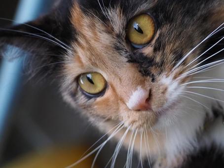 猫 猫 猫,三毛猫,長毛猫の写真素材