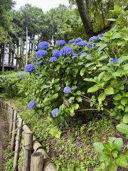 あじさい園 あじさい園 あじさい,紫陽花,花の写真素材