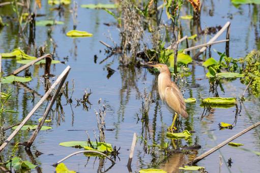 Photo, bird, yellow bittern, wild bird, 