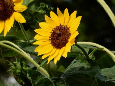 【花の写真】ヒマワリ(向日葵) 【花の写真】ヒマワリ(向日葵) ヒマワリ,向日葵,花の写真素材