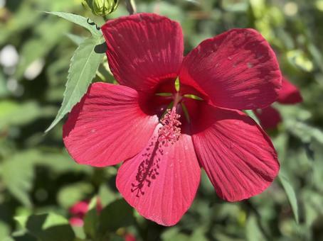アメリカ芙蓉 アメリカ芙蓉 花,かわいい,綺麗の写真素材