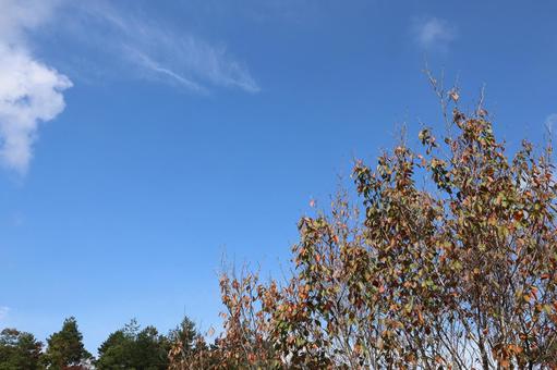 Photo, autumn leaves, autumn, mountain, 