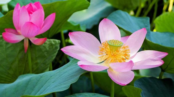水元公園のハス池・ピンクの蓮の花・葛飾区 水元公園のハス池・ピンクの蓮の花・葛飾区の写真
