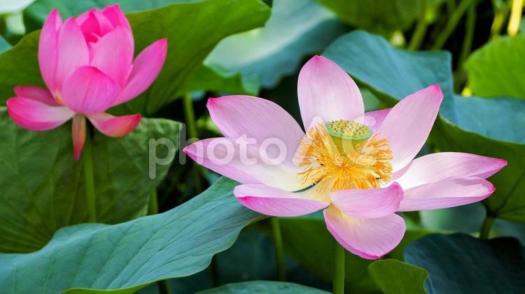 水元公園のハス池・ピンクの蓮の花・葛飾区 夏,水元公園,蓮の写真素材