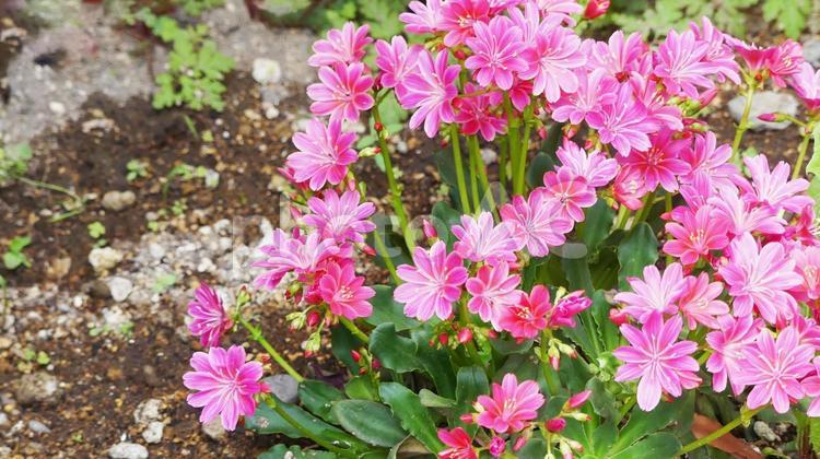 花咲く庭は春の訪３ 庭,花,木の写真素材