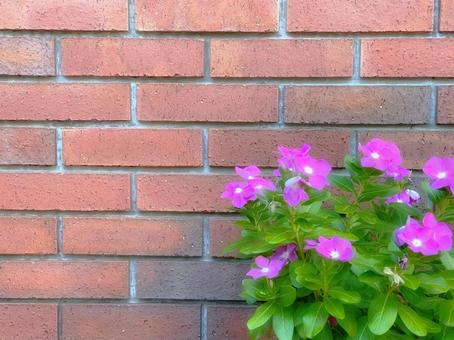 レンガの背景と花壇に咲いたピンクの花 レンガの背景と花壇に咲いたピンクの花の写真