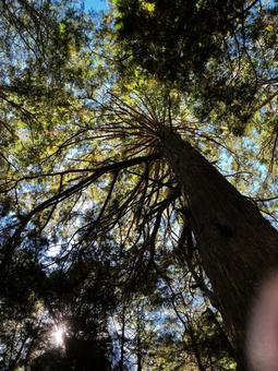 木漏れ日 都内,景色,木漏れ日の写真素材
