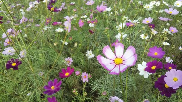 cosmos, JPG