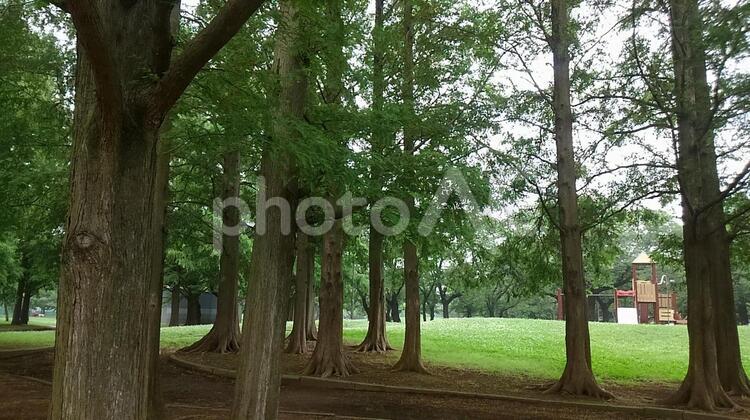 雨上がりの公園の滑り台 暗い,雨上がり,雨の写真素材