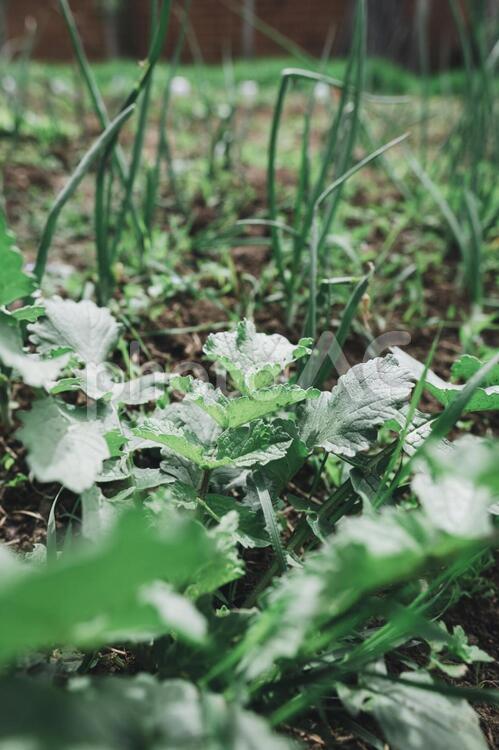 雑草の生えた畑7 雑草,ガーデニング,土の写真素材