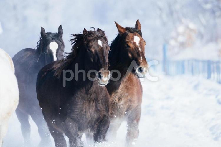 冬に走る馬の群れ 馬,冬,馬追いの写真素材