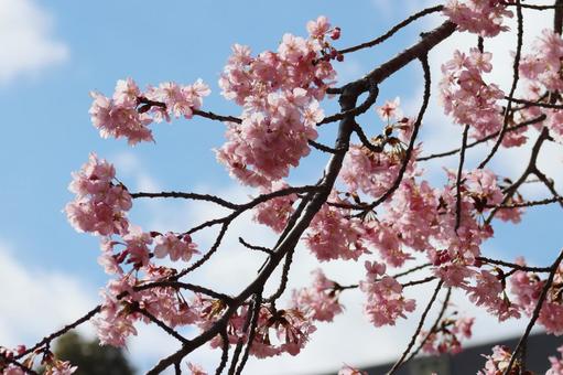 青空の下に咲いている桜 青空の下に咲いている桜の写真