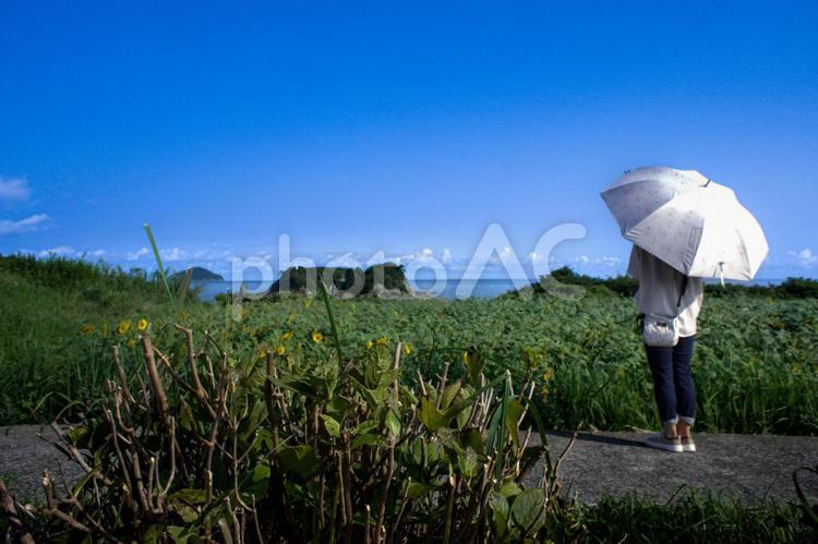 ＜素材＞夏の海と向日葵を眺める日傘の女性 女性,ひまわり,ひまわり畑の写真素材